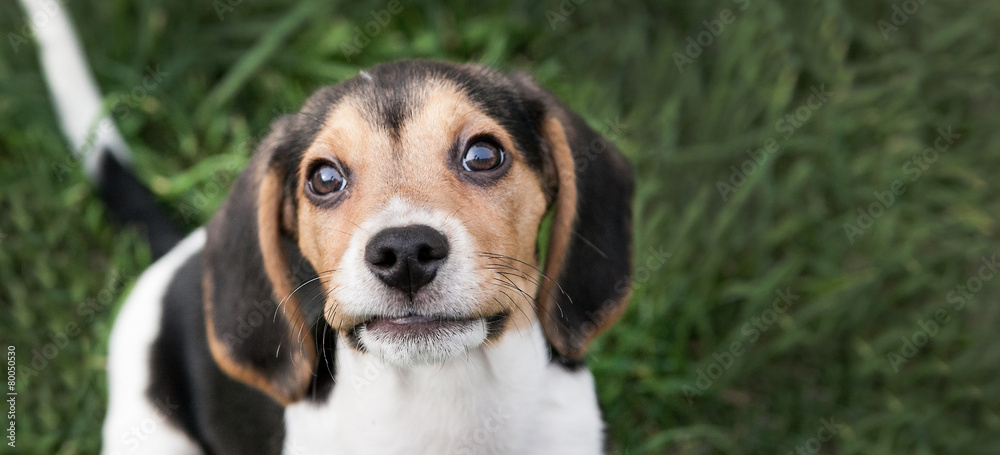 Baby Beagle dog looking up
