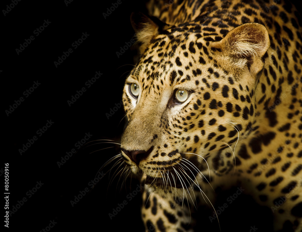 Leopard portrait Leopard portrait