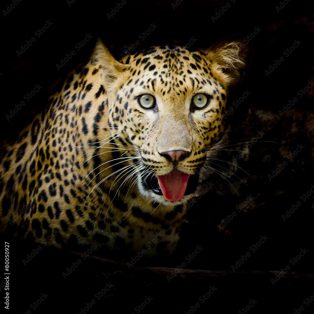 Obraz premium Leopard portrait