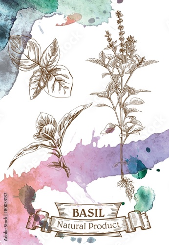 Basil  leaves