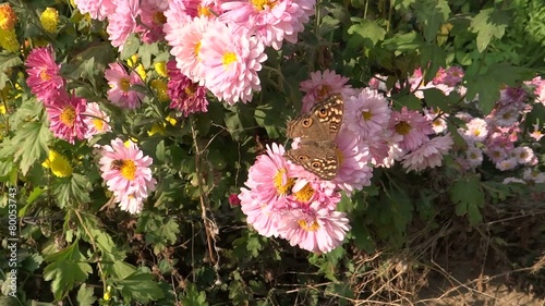 Honeybee & butterfly sucking the flower nectar photo