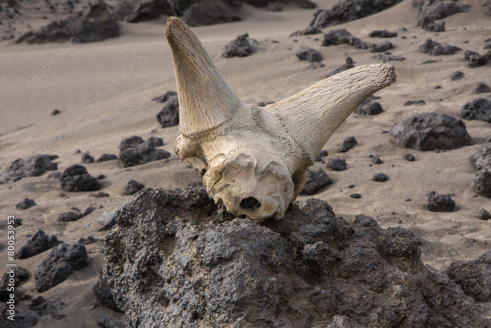 Sheep skull lies on the rocks in the desert Sheep skull lies on the rocks in the desert
