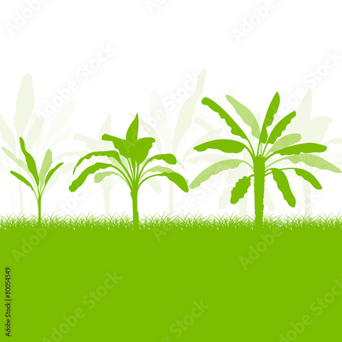 Banana tree, organic ecology background