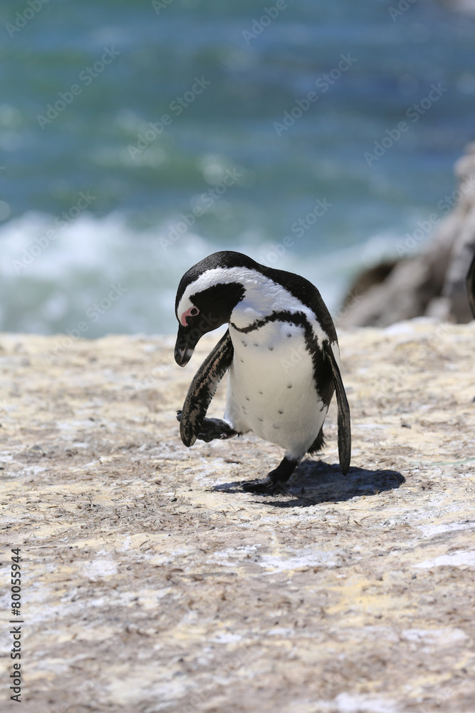 Naklejka premium Jackass Penguin. South Africa