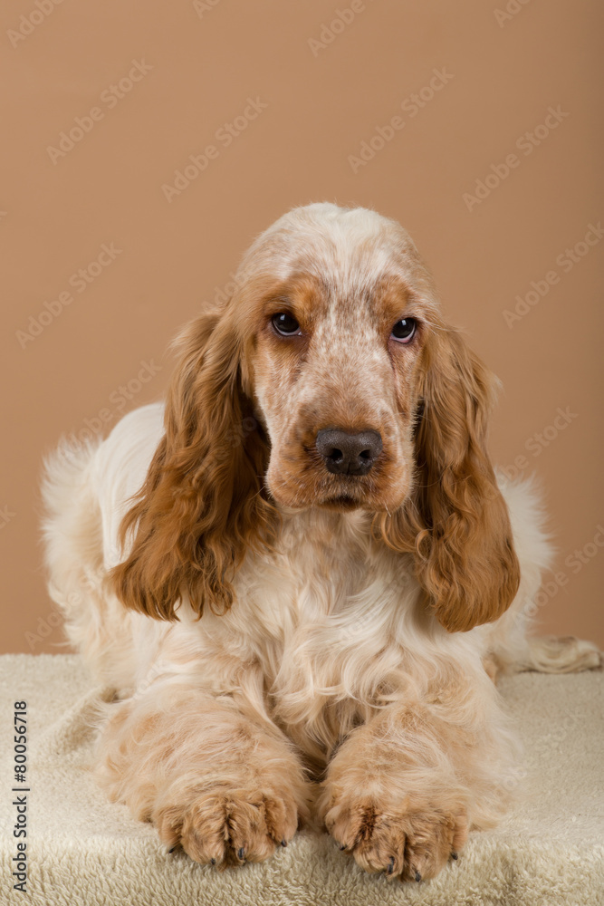 portrait of english cocker spaniel portrait of english cocker spaniel
