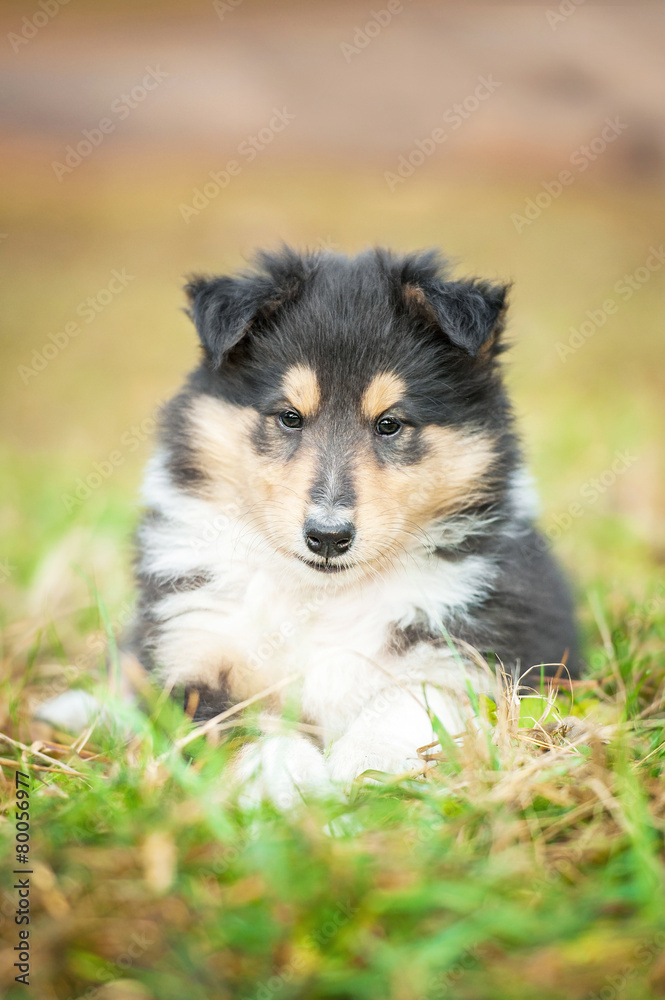 Fototapeta premium Rough collie puppy lying on the lawn