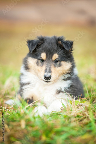 Rough collie puppy lying on the lawn