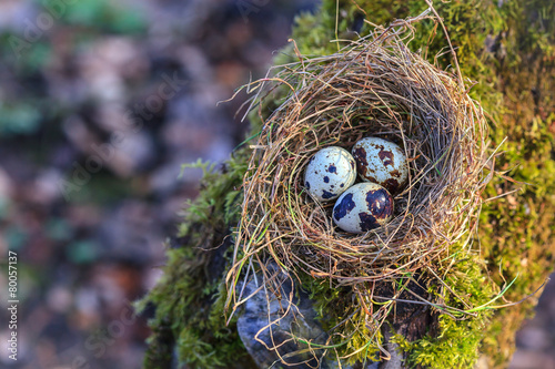 Little spotted eggs in straw nest photo