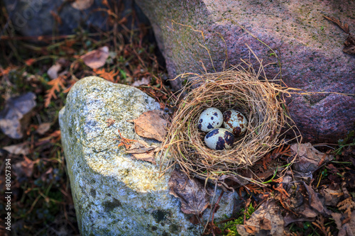 Quail eggs in nest