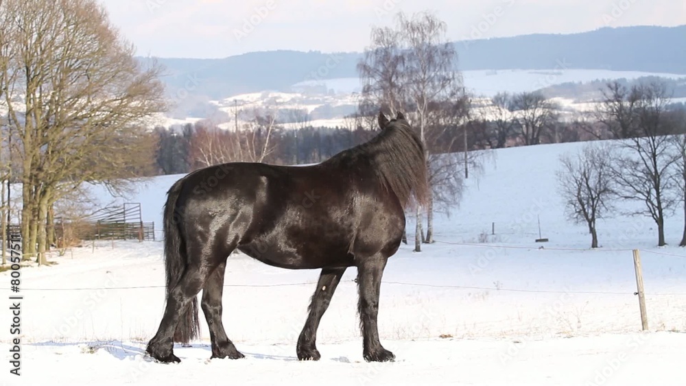 Friesian horse in a winter landscape Friesian horse in a winter landscape
