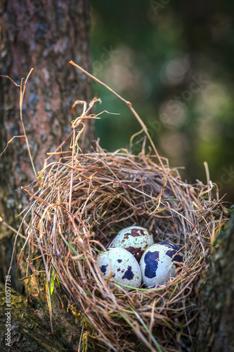 Quail eggs in nest on tree