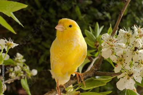 Springtime. canary bird on the branch.