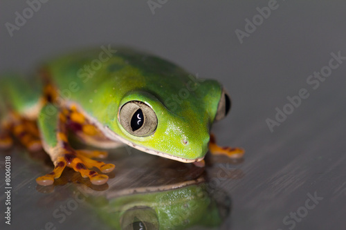 Frosch mit Spiegelung