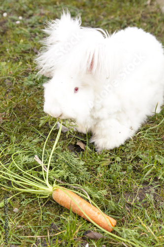 Fluffy angora rabbit eating herbs on grass
