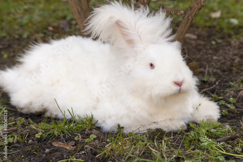 Fotografie Fluffy angora rabbit eating herbs on grass