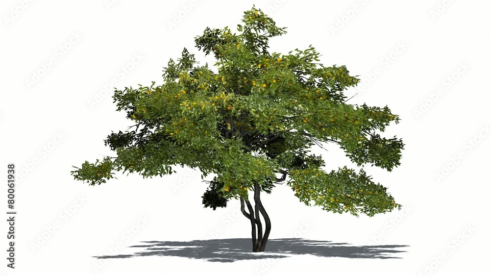 lemon tree fruit in wind