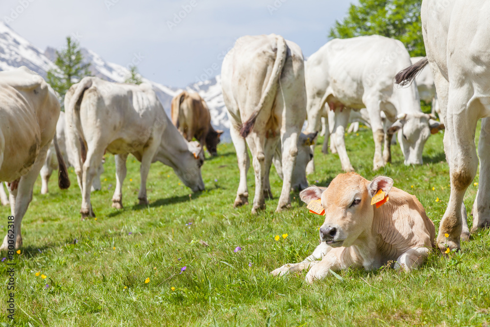 Free calf on Italian Alps