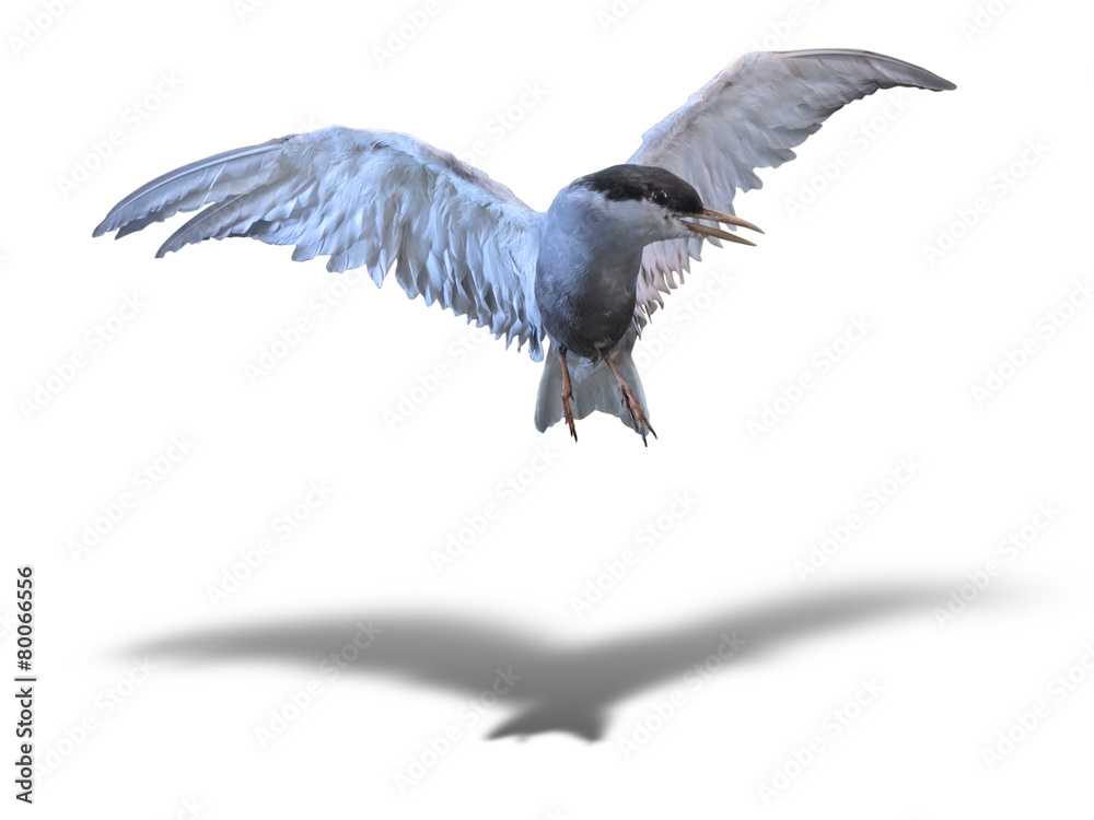 Fototapeta premium Common Tern sea bird in flight isolated over white with shadow