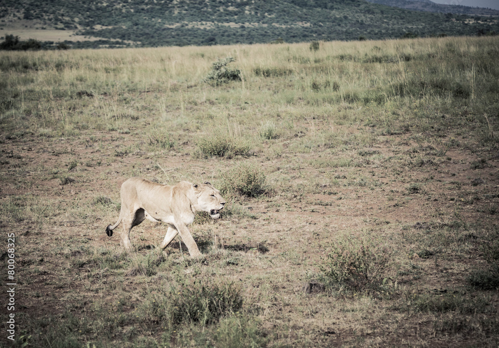 Obraz premium Female Lion Walking