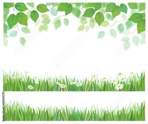 Vector spring birch tree leaves, grass and daisy flowers  border