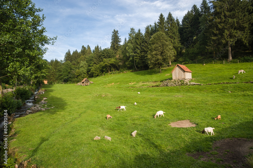 Ziegen im Murgtal, Forbach