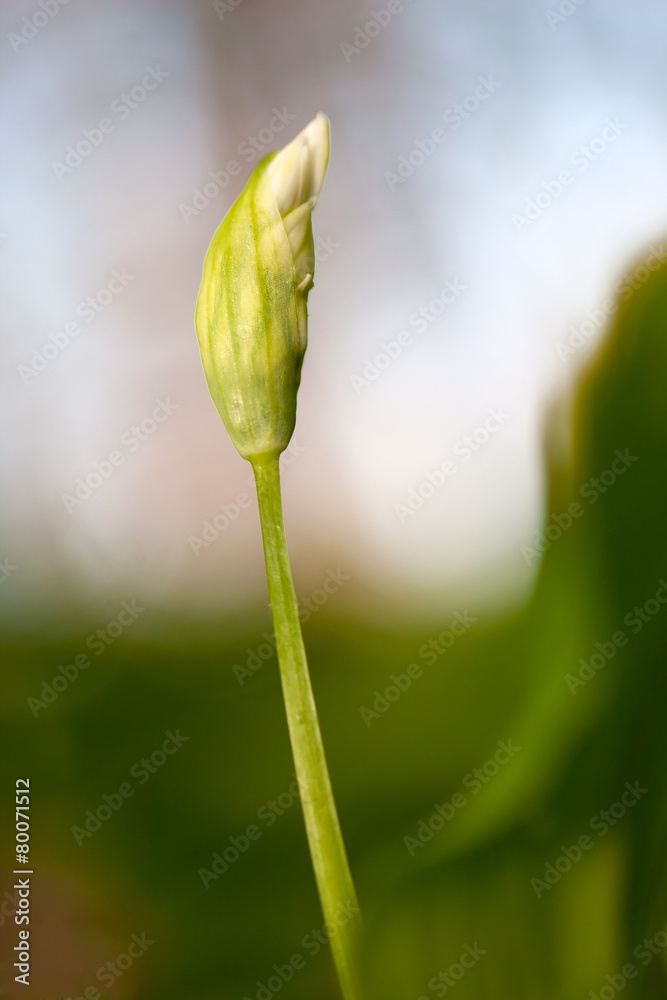 Flower fo allium ursinum - wild garlic Flower fo allium ursinum - wild garlic