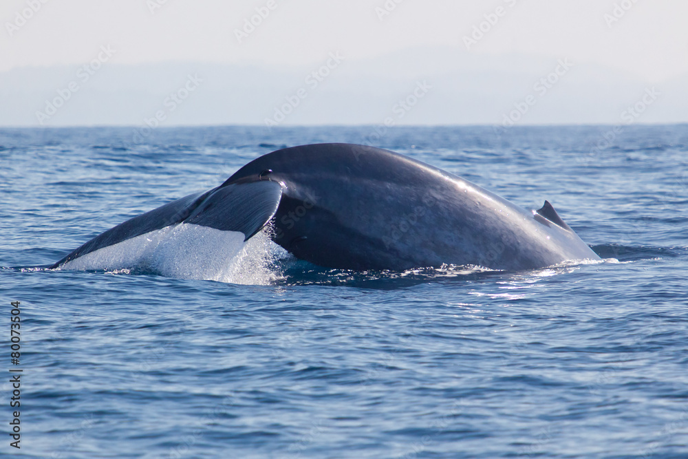 Fototapeta premium Whales jump