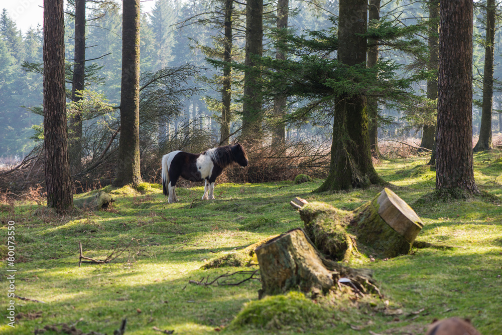 Wild pony horse grazing in old forest Wild pony horse grazing in old forest