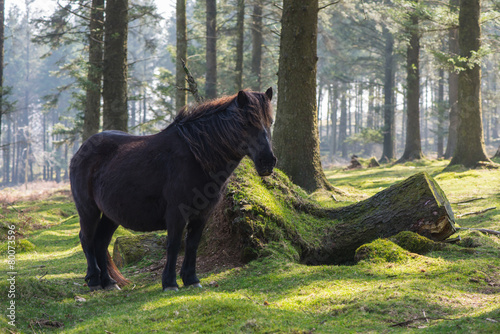 Fototapeta Naklejka Na Ścianę i Meble -  Wild pony horse grazing in old forest
