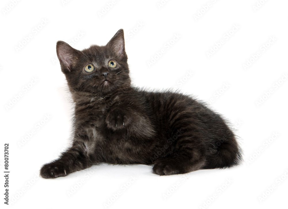 Fototapeta premium Cute black kitten