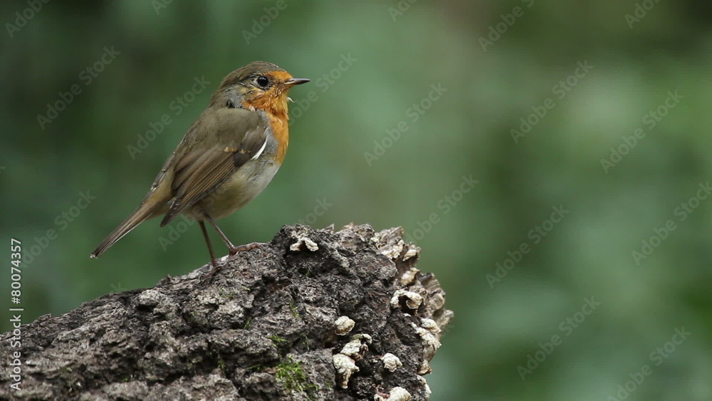 Beautiful bird European Robin bathing in a forest pond Beautiful bird European Robin bathing in a forest pond
