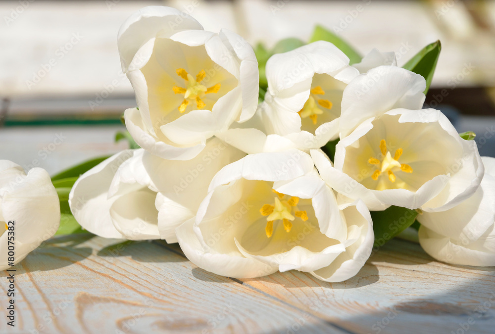 White tulips on a old wooden background blue grey