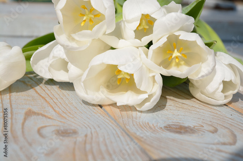 White tulips on a old wooden background with empty space layout