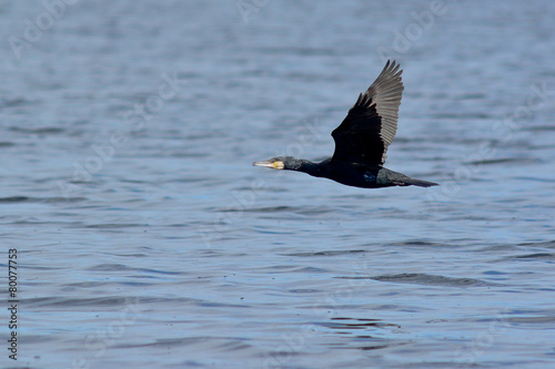 cormorano (Phalacrocorax carbo) in volo