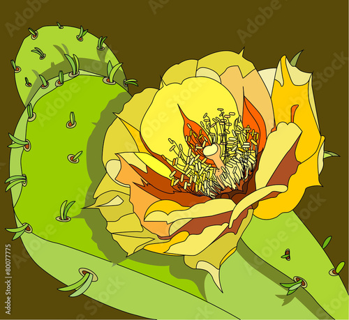 flower of the prickly pear