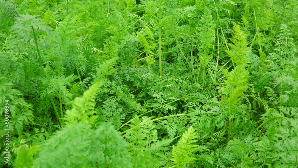 green carrot plants in growth at vegetable garden green carrot plants in growth at vegetable garden