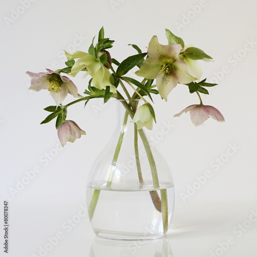 Bouquet of spring flowers hellebores in a vase.