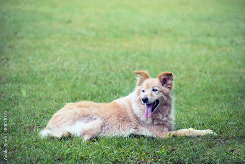 cross breed golden retriever labrador lying on the grass © elsahoffmann