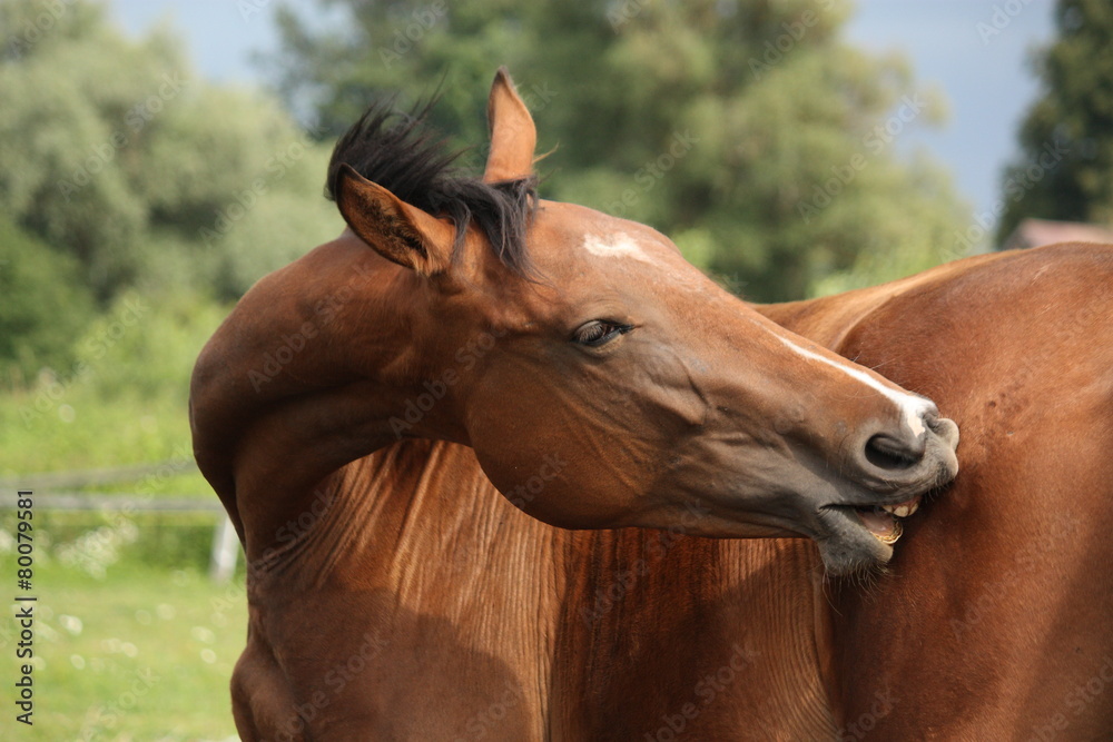 Obraz premium Brown horse scratching itself at the pasture