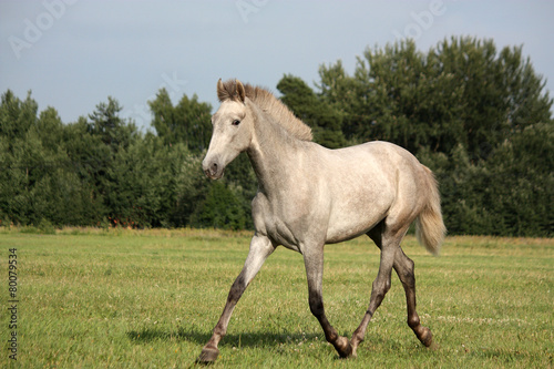 Beautiful gray andalusian colt  young horse  trotting free