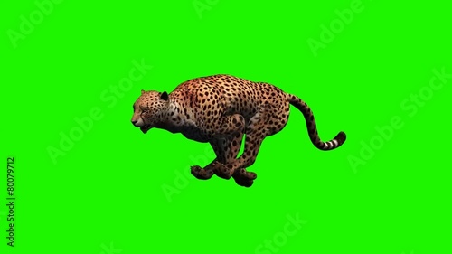 cheetah runs - 3 different views - green screen