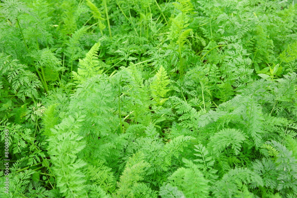 green carrot plants in growth at vegetable garden green carrot plants in growth at vegetable garden