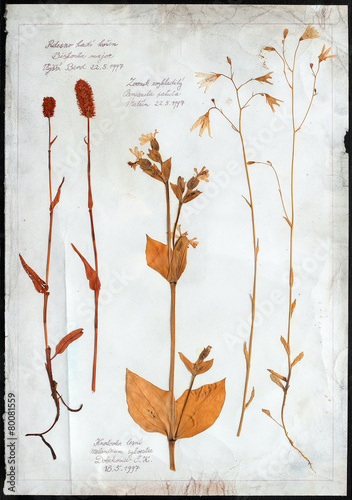 flowers pressed isolated herbarium photo