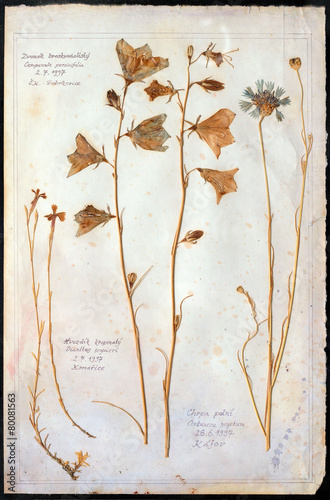 flowers pressed isolated herbarium photo