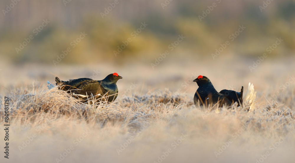Black grouse in the bog, Estonia, Europe