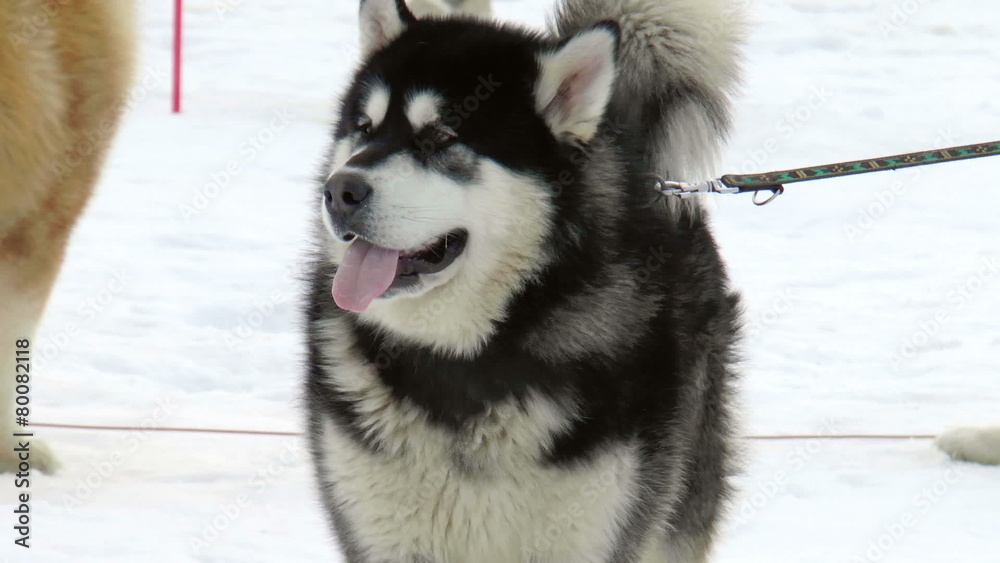 Siberian husky, huskies, malamutes outdoors on a snowy field Siberian husky, huskies, malamutes outdoors on a snowy field