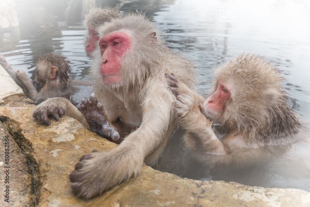 Fototapeta premium 温泉でふれあい。おさるさん snow monkey of the outdoor bath