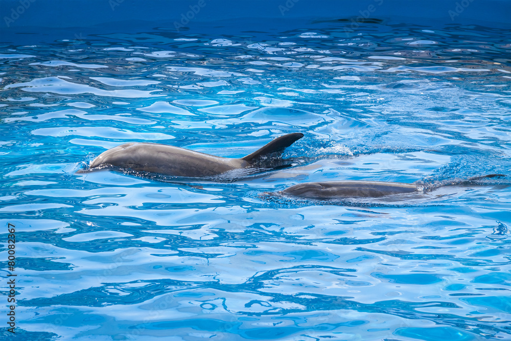 Obraz premium Two dolphins at the surface