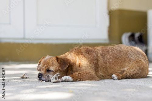 Old little dog laying in shadow