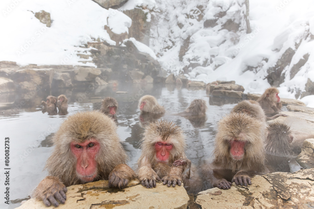 Naklejka premium みんなで温泉 おさるさん。snow monkey of the outdoor bath